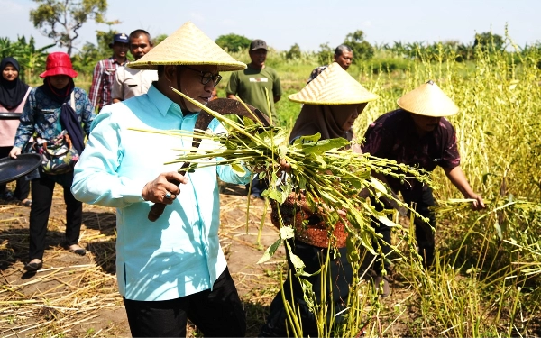 Thumbnail Panen Wijen di Jabon, Ketua DPRD Sidoarjo Berikan Bantuan Keuangan