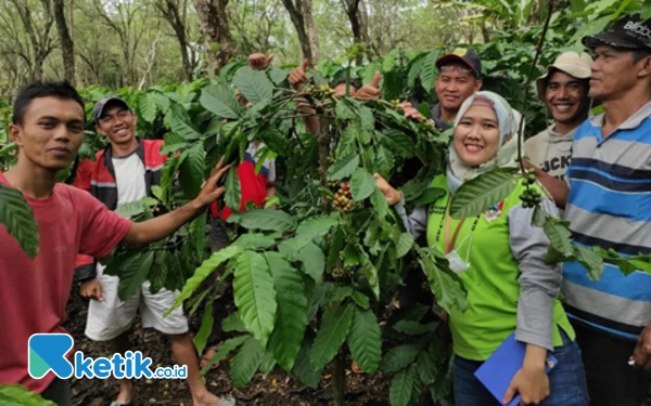 Program Sambung Pucuk Batang Kopi Berlanjut, Libatkan 1.509 Petani Pagaralam