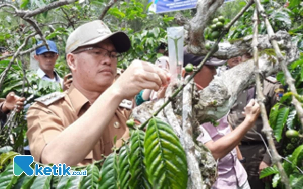 Wali Kota Pagaralam Bantu 196 Poktan, Hasilkan 2.,8 Juta Batang Kopi