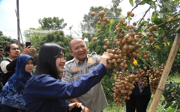 Kelengkeng Jemsu Berpotensi Dongkrak Ekonomi Jember