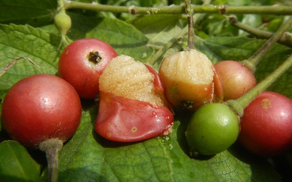 Thumbnail Berita - Kersen, Buah Kecil Mudah Tumbuh, Ini Manfaatnya yang Luar Biasa!