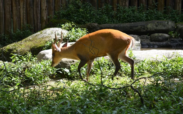 Mitos Rusa Bawean, Binatang Pemalu yang Dilindungi