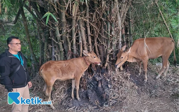 Polres Probolinggo Kota Gagalkan Pencurian Dua Ekor Sapi Kerap