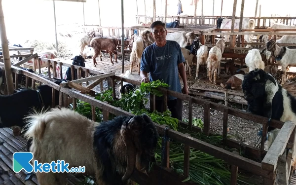 Thumbnail Berita - Berikan Servis Spesial untuk Pelanggan, Pedagang Kambing Kurban Kota Batu Banjir Pembeli