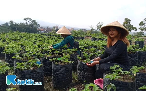 Asyiknya Petik Stroberi di Wisata Lumbung Stroberi Kota Batu