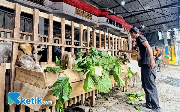 Thumbnail Berita - Beli Satu Gratis Satu, Pedagang Kambing di Kota Malang Diserbu Pengunjung