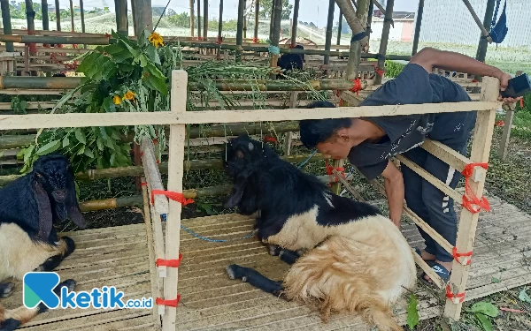 Thumbnail Berita - Jelang Idul Adha, Harga Kambing di Kota Malang Naik