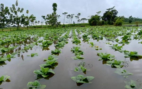 Thumbnail Berita - 30 Hektar Tembakau Tergenang Air Hujan, Petani Rugi Rp 750 Juta