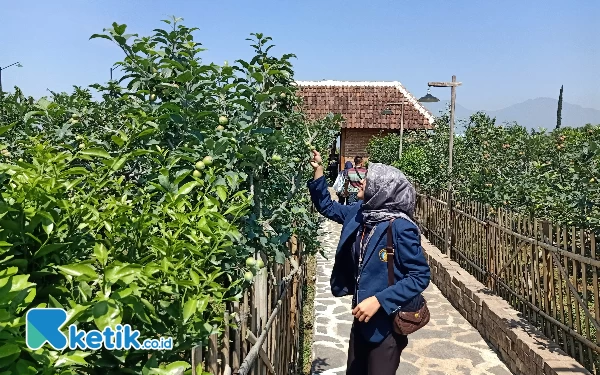 Thumbnail Ongkos Produksi Mahal, Lahan Apel Tulungrejo Kota Batu Berkurang