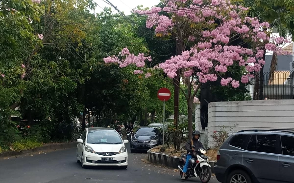 Bunga Tabebuya di Surabaya Mekar saat Musim Kemarau