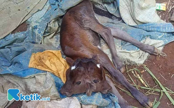 Thumbnail Berita - Heboh Anak Sapi Berkepala Dua Asal Probolinggo