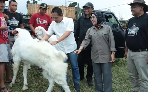 Kontes Kambing Senduro Piala Presiden Digelar di Lumajang