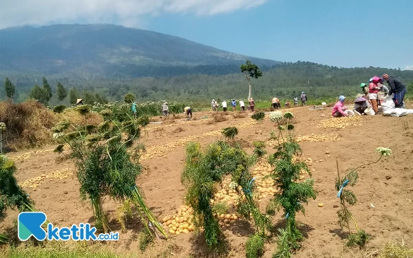 Thumbnail Pemandangan warga sedang memanen kentang di Bukit Brakseng Desa Sumberbrantas Kecamatan Bumiaji Kota Batu. (Foto: Sholeh/ketik.co.id)