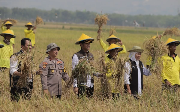 Thumbnail Panen Raya di Tuban, Gubernur Jatim Khofifah Apresiasi Pupuk Organik