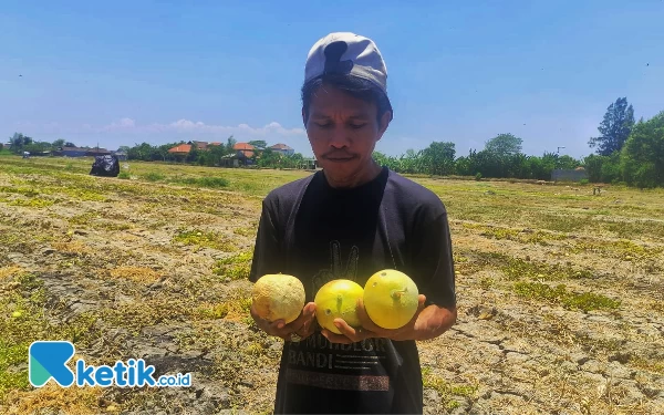 Panas Ekstrem, Petani Melon dan Semangka di Sidoarjo Gagal Panen