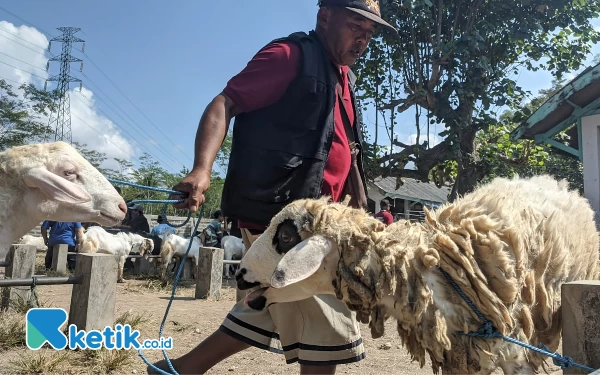 Peternak Kambing di Pacitan Banting Harga Gegara Pakan Langka