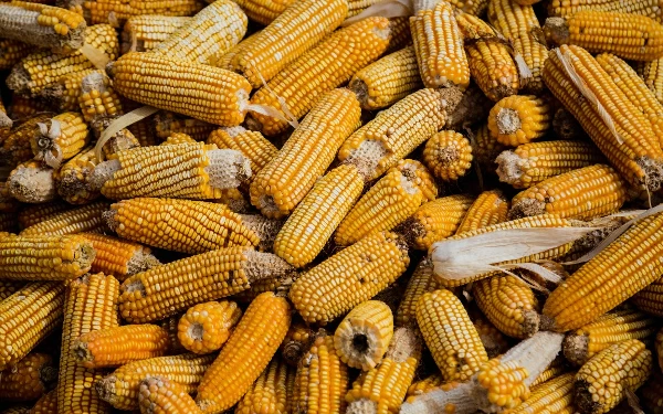 Thumbnail Berita - Harga Jagung Melambung, Pemerintah Rencana Akan Impor 250 Ribu Ton