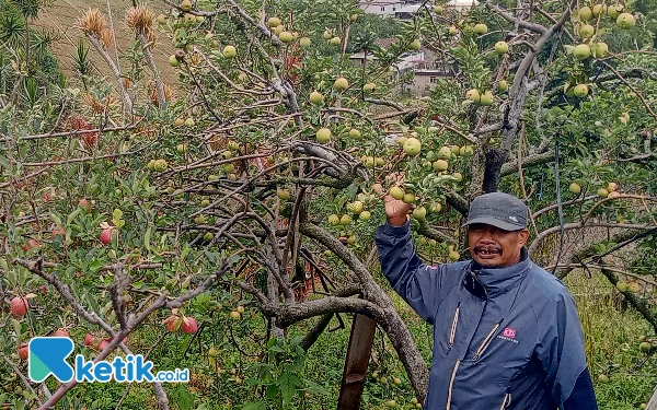 Thumbnail Berita - Petani Kota Batu Harap Subsidi Stabilkan Harga Apel