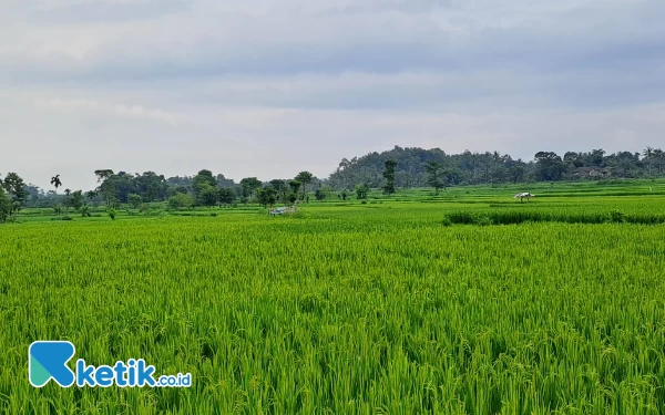 Thumbnail Berita - Harga Beras Mahal, Petani di Jember Justru Tidak Untung