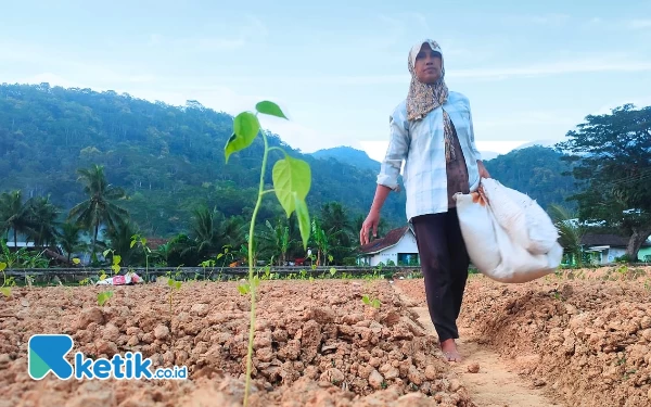 Thumbnail Berita - Dampak Kemarau Kian Terasa, Petani di Pacitan Alami Kesulitan Air