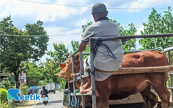 Thumbnail Sapi Kurban di Pacitan Tembus Harga Vario, Melonjak Jelang Idul Adha