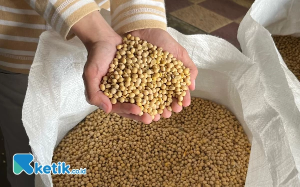 Produksi Keripik Tempe Sanan Ternyata Pakai Kedelai Impor, Imbas Minimnya Kedelai Lokal