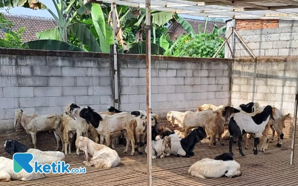 Jualan Sambil Berdakwah, Kaji Brewok Tawarkan B1G1 hingga Berbagi Kambing Gratis