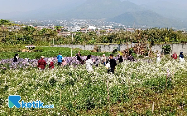 Foto Hamparan bunga pikok di lahan Spot Bunga Desa di Desa Pandanrejo Kecamatan Bumiaji Kota Batu, Sabtu (20/7/2024). (Foto: Sholeh/ketik.co.id)