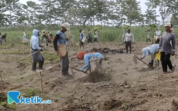 Foto warga di Dusun Mangli, Desa/Kecamatan Puncu saat aksi tanam pohon pisang, Sabtu (20/7/2024). (foto : Sasmito for Ketik.co.id).