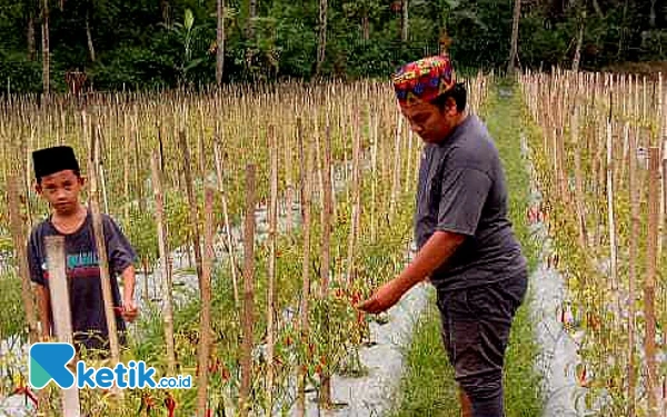 Foto Salah satu petani cabai melihat kondisi tanaman cabai, Rabu (24/7/2024). (Foto: Khaesar/Ketik.co.id)