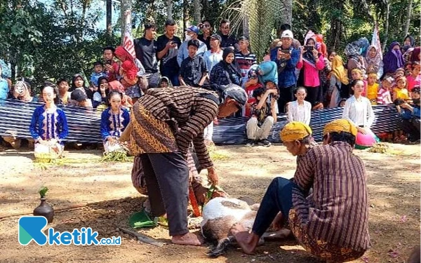 Foto Penyembelihan kambing kendit oleh juru kunci, disaksikan oleh para penonton. (Foto: Al Ahmadi/Ketik.co.id)