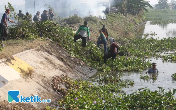 Foto Petugas Dinas PU BM SDA dan DLHK Sidoarjo turun membersihkan eceng gondok di sungai Desa Kedungpeluk. (Foto: Ketik.co.id)