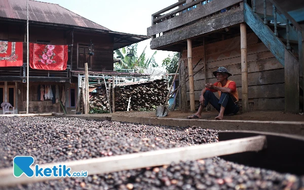 Foto Zahrun (59), warga Desa Tebat Benawa tengah menunggu jemuran kopi di halaman rumah. Foto: Wisnu Akbar Prabowo.