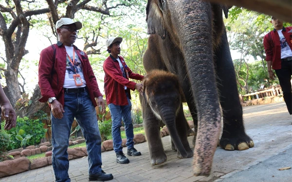 Thumbnail Berita - KBS Perkenalkan Anak Gajah Sumatera Rocky Balboa ke Publik