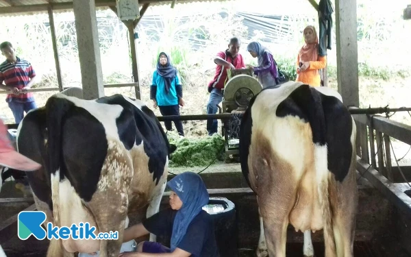 Foto Suasana kandang sapi perah di Pacitan. (Foto: Al Ahmadi/Ketik.co.id)