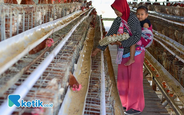 Thumbnail Sambil menggendong cucunya, seorang pekerja, Yanti, memanen telur di kandang ayam petelur di Kabupaten Bojonegoro, Jawa Timur, Minggu, 29 September 2024. Hingga akhir tahun 2023, jumlah pelanggan Program Electrifying Agriculture (EA) PLN telah mencapai lebih dari 241.700 pelanggan. Angka itu meningkat sekitar 25 persen dibanding pada tahun 2022 yang hanya sebesar 193.058 pelanggan. (Foto: Achmad Fazeri/Ketik.co.id)