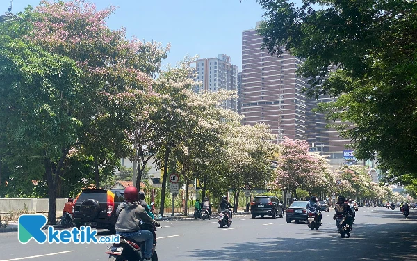 Foto Pohon Tabebuya yang mekar hanya saat musim panas Kota Surabaya. (Foto: Shinta Miranda/Ketik.co.id)