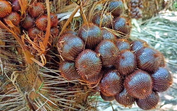 Foto Buah salak menjadi salah satu ikon dari Kabupaten Sleman, menjadi komoditas unggulan, dan memberikan kontribusi ekonomi yang cukup tinggi bagi petani.(Foto: Humas Pemkab Sleman/Ketik.co.id)