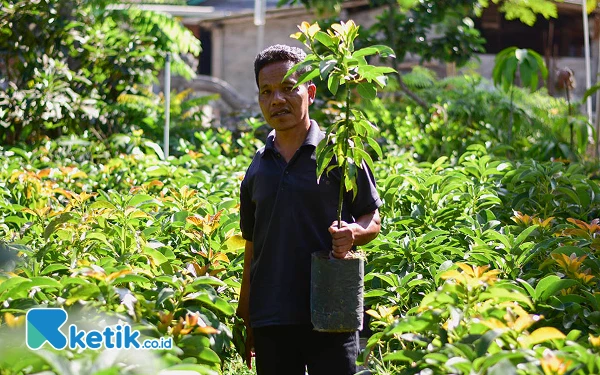 Foto Seorang penyandang disabilitas, Sugeng, menunjukkan bibit pohon alpukat hasil okulasi di basecamp Pandawa Patra Desa Klewor, Kecamatan Tamansari, Kabupaten Boyolali, Jawa Tengah, Sabtu 7 September 2024. (Foto: Achmad Fazeri/Ketik.co.id)