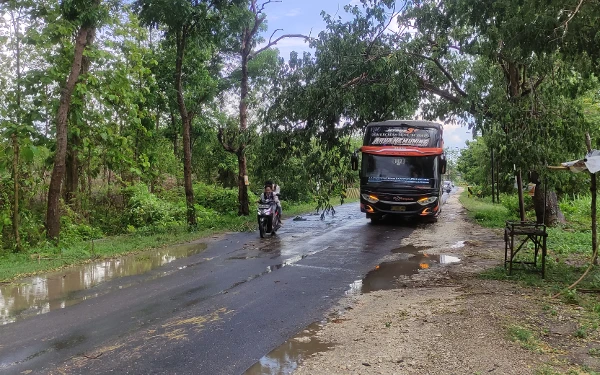 Foto Pohon tumbang yang belum dievakuasi di jalan raya Bojonegoro -Jatirogo Tuban runut Desa Lajolor Singgahan (04/11/2024)(Foto Ahmad Istihar/Ketik co.id)