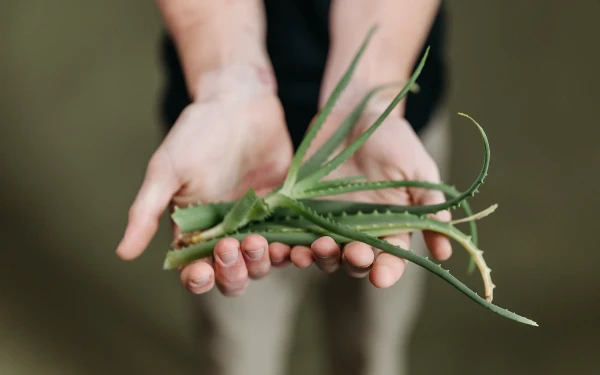 Foto Gunakan gel lidah buaya untuk menjaga kulit dari efek buruk cuaca saat musim hujan. (Foto: Pexels)