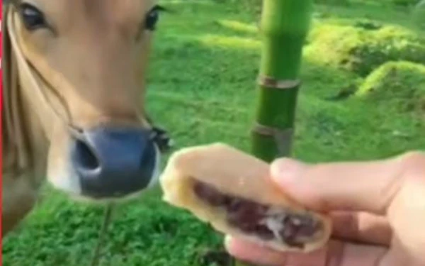 Foto Sapi makan martabak manis dalam sebuah video (Foto: @lambeturah_official)