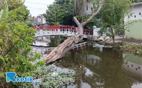 Foto Batang pohon yang melintang di atas sungai Desa Beringinbendo tidak ditebang. (Fathur Roziq/Ketik.co.id)