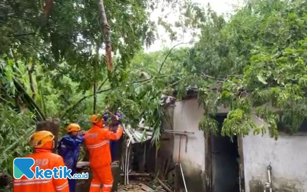 Thumbnail Berita - Hujan Deras Melanda Bondowoso, 3 Rumah Rusak Tertimpa Pohon Tumbang