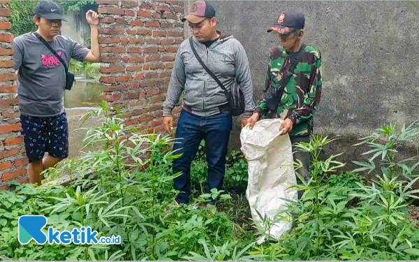 Thumbnail Berita - Polsek Gedangan dan Polresta Sidoarjo Selidiki Tanaman Ganja di  Tongkrongan Anjal-Punk