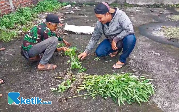 Foto Petugas dan warga Gedangan, Sidoarjo, mencabuti tanaman ganja yang tingginya bervariasi di atas bangunan bekas minimarket. (Foto: Dimas Maulana/Ketik.co.id)