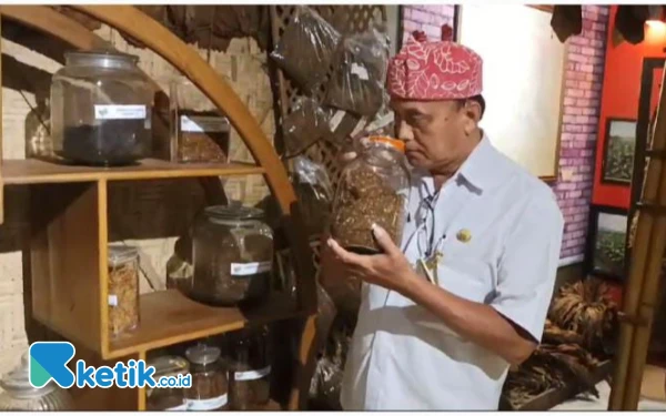 Foto Suwito, staf Museum Tembakau Jember saat mencium aroma daun tembakau yang dijadikan bahan pewangi. (Foto: Muhammad Faizin/ Ketik.co.id)