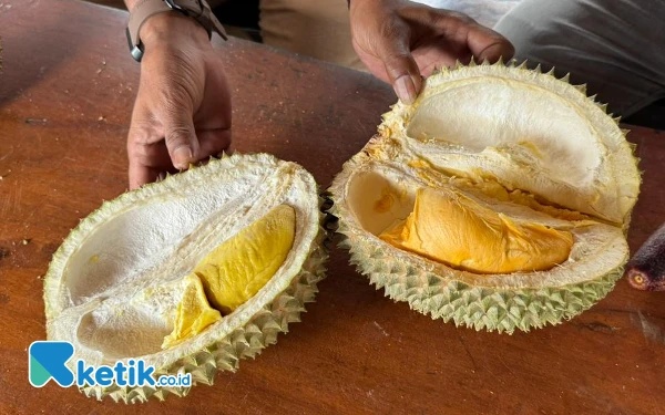 Foto Durian Musangking (kiri) dan durian Black thorn (kanan). (foto : Anis/Ketik.co.id).