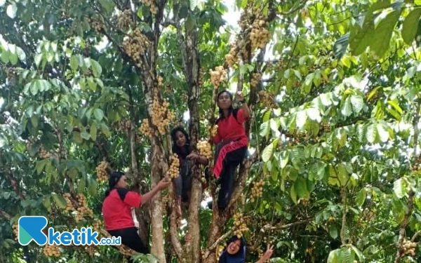 Foto Buah ikonik Desa Amasing Kali. Duku menjadi Komoditi seputaran wisata Kali Swiss (Foto: Mursal Bahtiar)