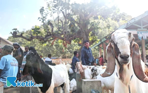 Bersaing Ketat, Pedagang Kambing Kurban Pacitan Akui Sukar Gaet Pembeli